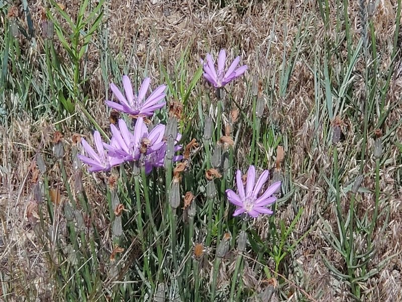 Lygodesmia grandiflora, photographed by Steve Young