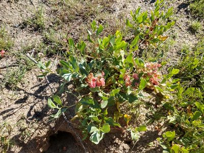 Rumex venosus, photographed by Eric Watts