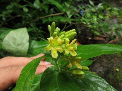 Diervilla rivularis, photographed by Evan M. Raskin