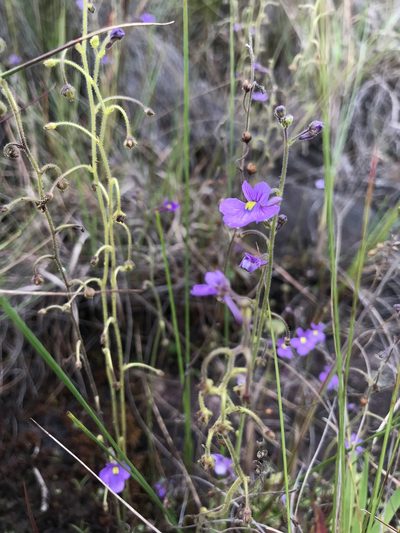 Genlisea flexuosa, photographed by william_hoyer