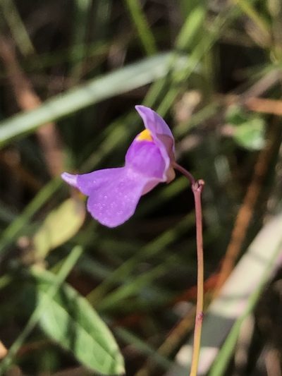 Utricularia tricolor, photographed by william_hoyer