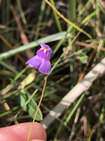 Utricularia tricolor, photographed by william_hoyer