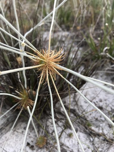 Leiothrix prolifera, photographed by william_hoyer