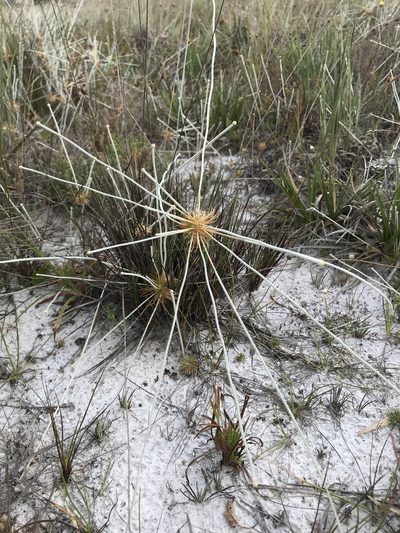 Leiothrix prolifera, photographed by william_hoyer
