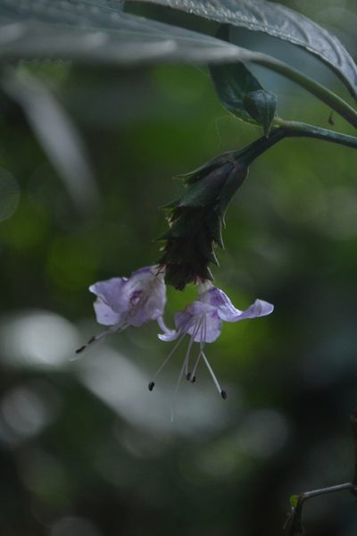 Strobilanthes ciliata, photographed by Siddarth Machado