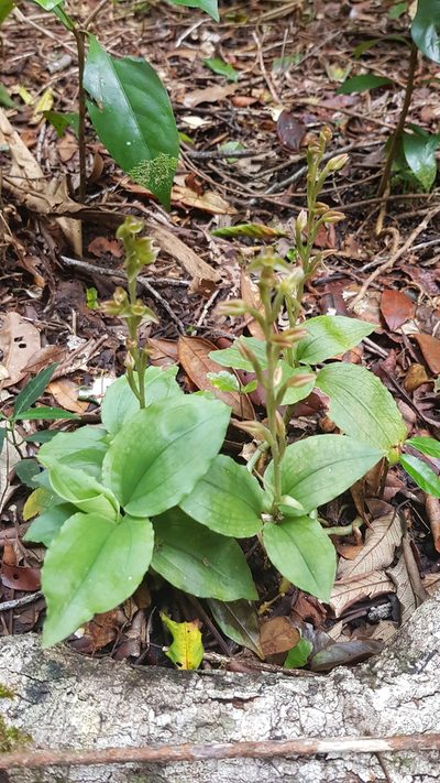 Goodyera umbrosa, photographed by Justin McMahon