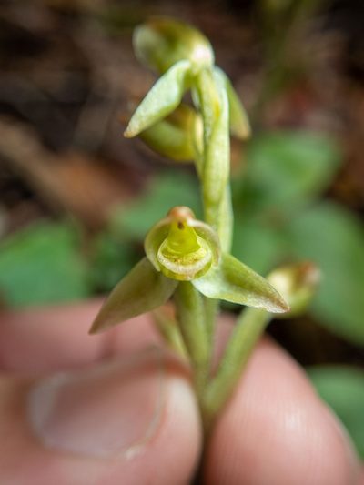 Goodyera umbrosa, photographed by Justin McMahon