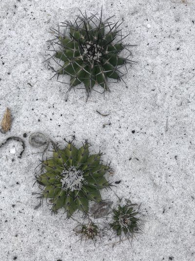 Discocactus pseudoinsignis, photographed by william_hoyer