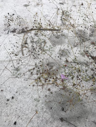 Philcoxia rhizomatosa, photographed by william_hoyer