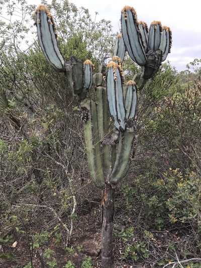 Pilosocereus fulvilanatus, photographed by william_hoyer