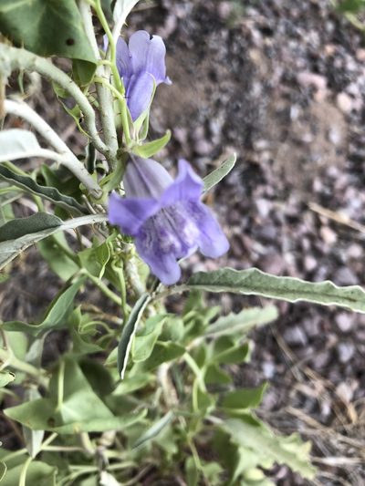 Epixiphium wislizeni, photographed by jeffjackson