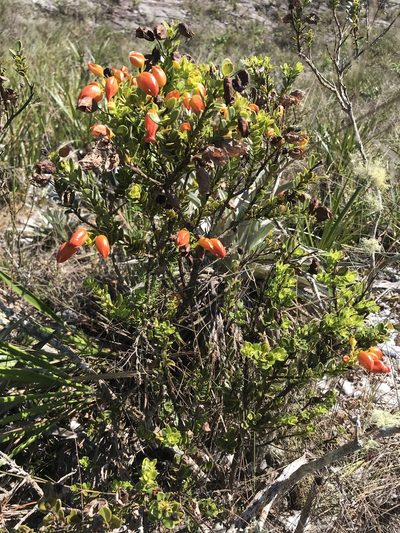 Physocalyx aurantiacus, photographed by william_hoyer