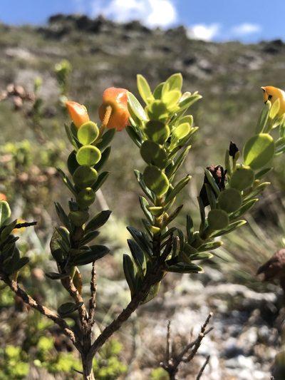 Physocalyx aurantiacus, photographed by william_hoyer