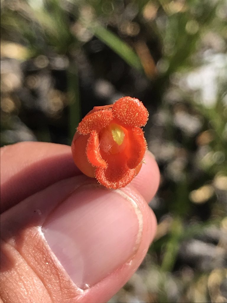 Physocalyx aurantiacus, photographed by william_hoyer