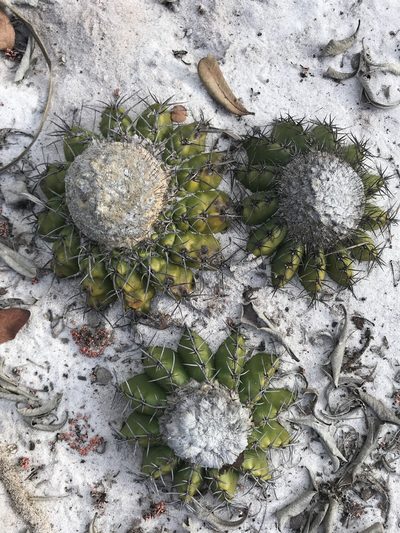 Discocactus pseudoinsignis, photographed by william_hoyer