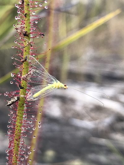 Drosera graminifolia, photographed by william_hoyer