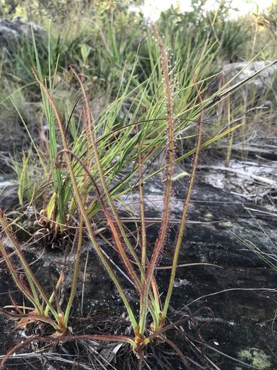 Drosera graminifolia, photographed by william_hoyer