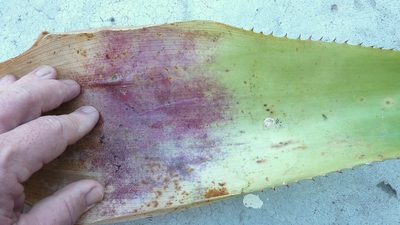 Aechmea marauensis, photographed by russiannaturalistbrazil