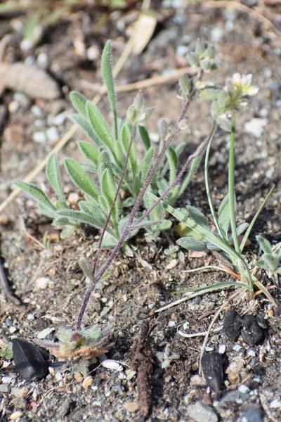 Draba yukonensis, photographed by Syd Cannings