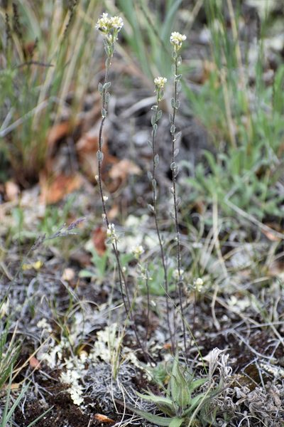 Draba yukonensis, photographed by Syd Cannings