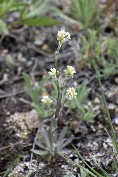 Draba cana, photographed by Syd Cannings