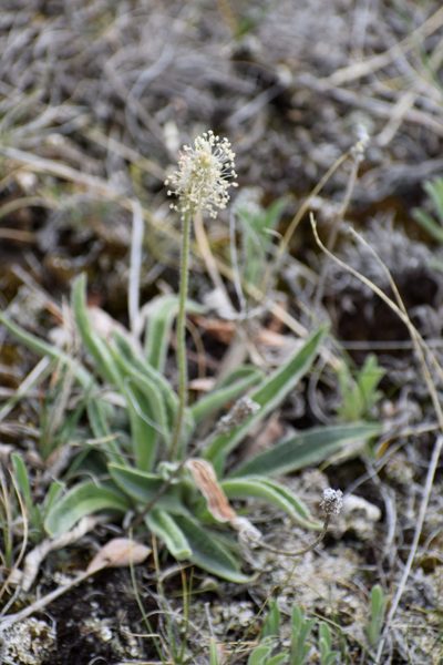 Plantago canescens, photographed by Syd Cannings
