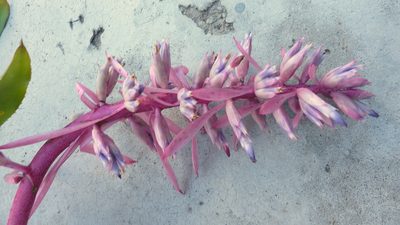 Aechmea marauensis, photographed by russiannaturalistbrazil