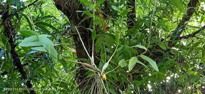 Dendrobium crumenatum, photographed by Ong Jyh Seng