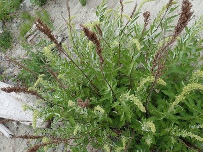 Artemisia suksdorfii, photographed by Randal