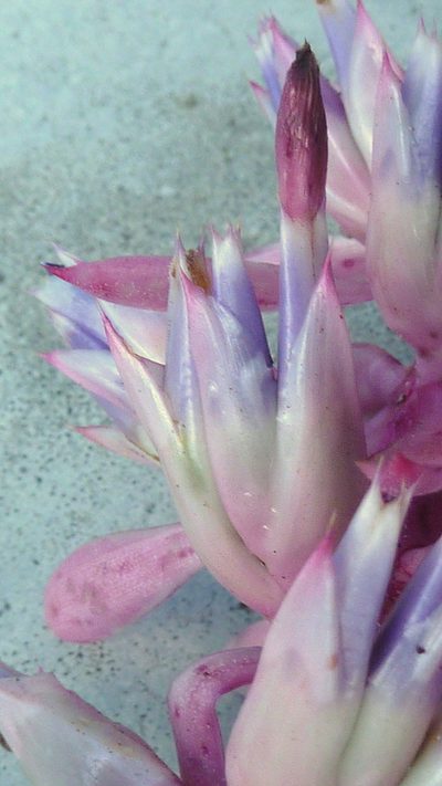 Aechmea marauensis, photographed by russiannaturalistbrazil