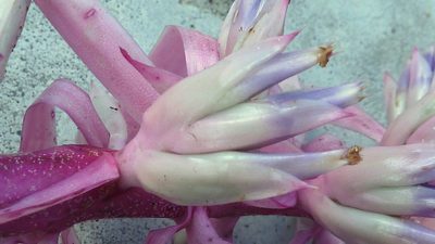 Aechmea marauensis, photographed by russiannaturalistbrazil