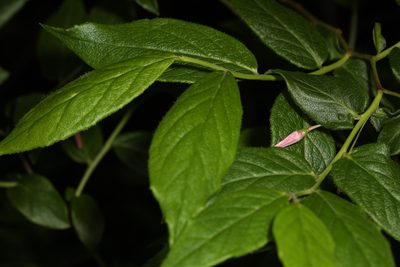Vaccinium erythrocarpum, photographed by Judy Gallagher