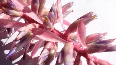 Aechmea marauensis, photographed by russiannaturalistbrazil