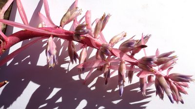 Aechmea marauensis, photographed by russiannaturalistbrazil