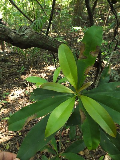 Ancistrocladus heyneanus, photographed by Siddarth Machado