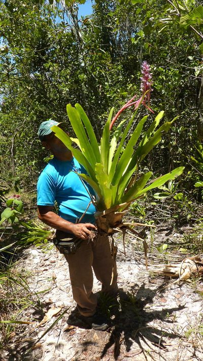 Aechmea marauensis, photographed by russiannaturalistbrazil