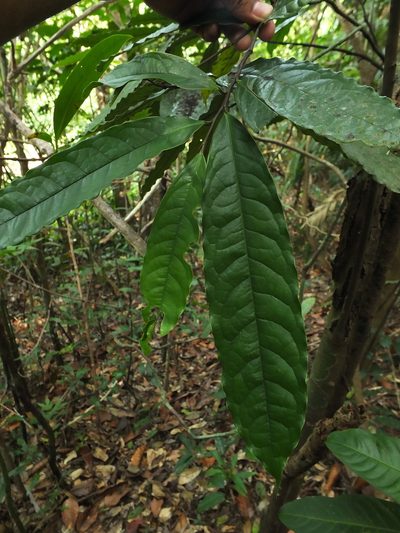 Goniothalamus cardiopetalus, photographed by Siddarth Machado