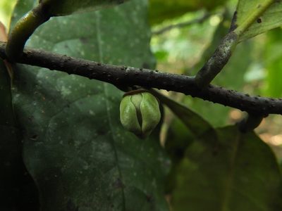 Goniothalamus cardiopetalus, photographed by Siddarth Machado