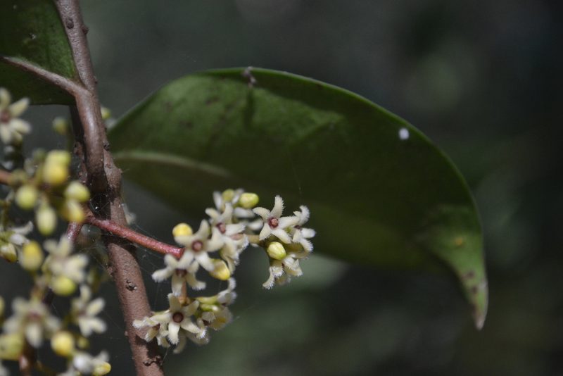 Secamone laurifolia, photographed by Siddarth Machado