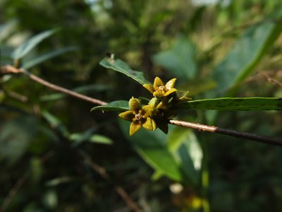 Hemidesmus indicus, photographed by Siddarth Machado