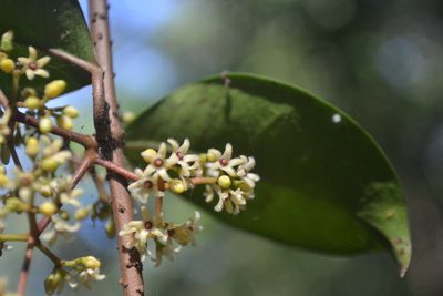 Secamone laurifolia, photographed by Siddarth Machado