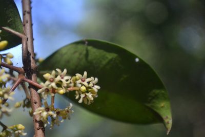 Secamone laurifolia, photographed by Siddarth Machado