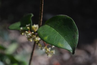 Secamone laurifolia, photographed by Siddarth Machado