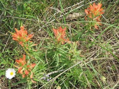 Castilleja lindheimeri, photographed by Annika Lindqvist