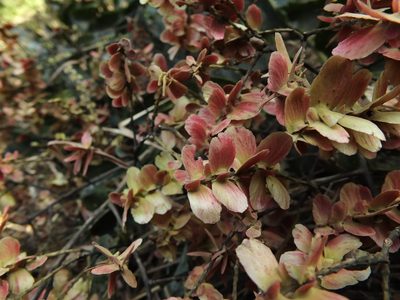 Terminalia paniculata, photographed by Siddarth Machado