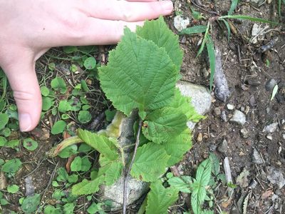 Corylus sieboldiana, photographed by Carrie Seltzer