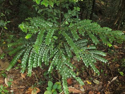 Diospyros buxifolia, photographed by Siddarth Machado