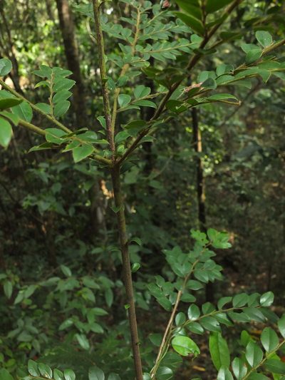 Diospyros buxifolia, photographed by Siddarth Machado