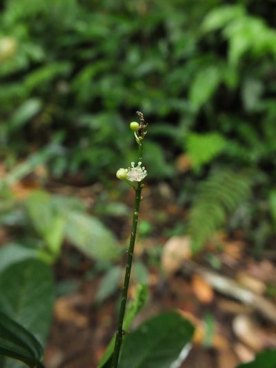 Croton chakrabartyi, photographed by Siddarth Machado
