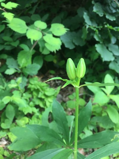 Lilium tsingtauense, photographed by Carrie Seltzer